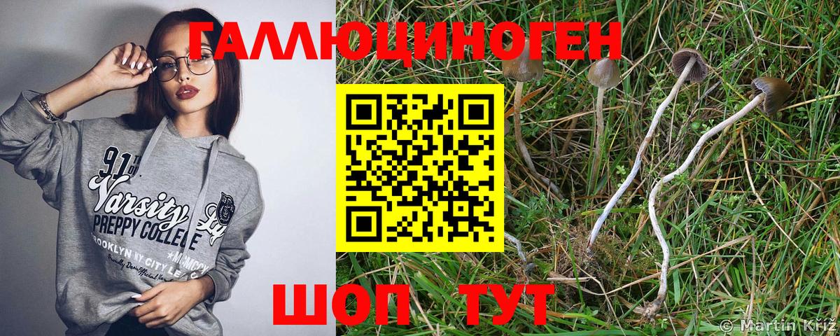 Псилоцибиновые грибы Psilocybe Оренбург